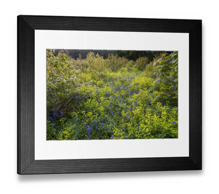 Framed Print : Bluebell (Endymion non-scriptus) and Wood Spurge (Euphorbia amygdaloides) flowering mass Framed Print : Bluebell (Endymion non-scriptus) and Wood Spurge (Euphorbia amygdaloides) flowering mass