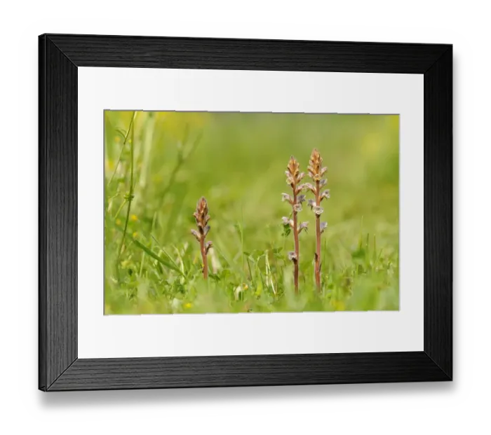 Framed Print : Common Broomrape (Orobanche minor) flowerspikes, growing in wildflower meadow, Oxfordshire, England, May Framed Print : Common Broomrape (Orobanche minor) flowerspikes, growing in wildflower meadow, Oxfordshire, England, May