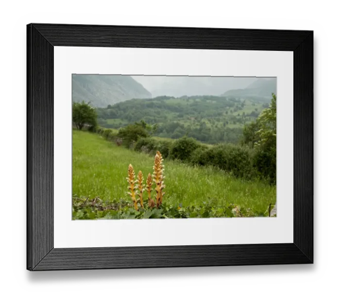 Framed Print : Ivy Broomrape (Orobanche hederae) flowering, parasitic on ivy, growing in upland habitat, Picos de Europa Framed Print : Ivy Broomrape (Orobanche hederae) flowering, parasitic on ivy, growing in upland habitat, Picos de Europa