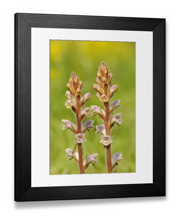Framed Print : Common Broomrape (Orobanche minor) close-up of flowerspikes, growing in wildflower meadow, Oxfordshire, England, May Framed Print : Common Broomrape (Orobanche minor) close-up of flowerspikes, growing in wildflower meadow, Oxfordshire, England, May