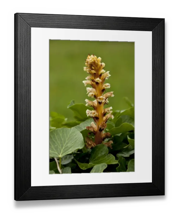 Framed Print : Ivy Broomrape (Orobanche hederae) flowering, parasitic on ivy, Picos de Europa, Cantabrian Mountains, Spain, June Framed Print : Ivy Broomrape (Orobanche hederae) flowering, parasitic on ivy, Picos de Europa, Cantabrian Mountains, Spain, June
