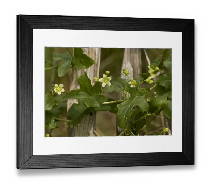 Framed Print : White Bryony (Bryonia dioica) flowering, growing on fence, August