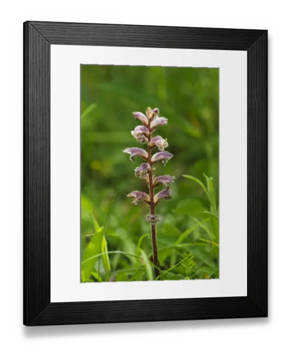 Framed Print : Common Broomrape (Orobanche minor) flowering, College Lake Nature Reserve, Hertfordshire, England, June Framed Print : Common Broomrape (Orobanche minor) flowering, College Lake Nature Reserve, Hertfordshire, England, June