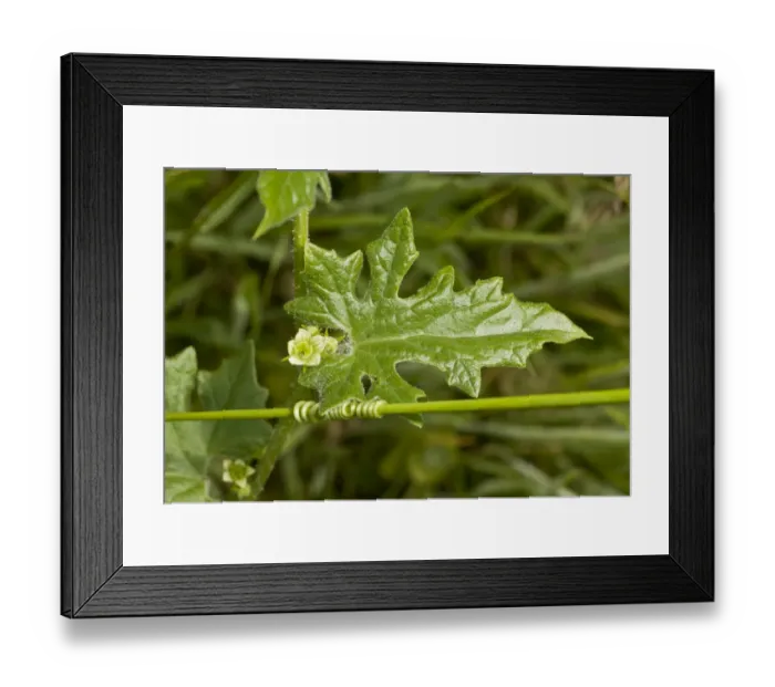 Framed Print : White Bryony (Bryonia dioica) close-up of flower, leaf and twining tendril, Dorset, England, June
