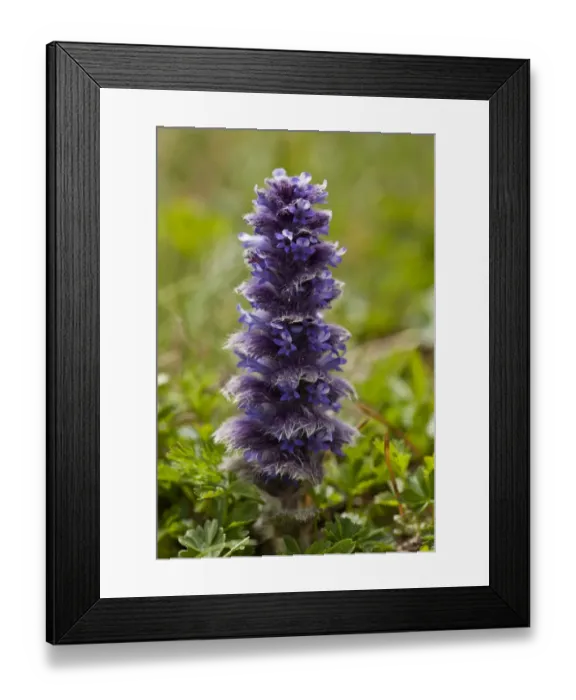 Framed Print : Pyramidal Bugle (Ajuga pyramidalis) flowering, growing in high alpine pasture, Pontic Mountains, Anatolia, Turkey, July Framed Print : Pyramidal Bugle (Ajuga pyramidalis) flowering, growing in high alpine pasture, Pontic Mountains, Anatolia, Turkey, July