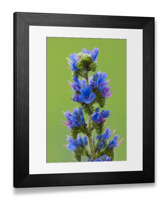 Framed Print : Vipers Bugloss (Echium vulgare) close-up of flowers, Ranscombe Farm Plantlife Reserve, Kent, England, July