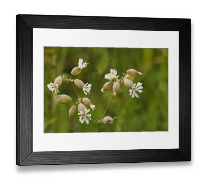 Framed Print : Bladder Campion (Silene vulgaris) close-up of flowers with inflated calices, Ivinghoe Beacon, Chiltern Hills Framed Print : Bladder Campion (Silene vulgaris) close-up of flowers with inflated calices, Ivinghoe Beacon, Chiltern Hills