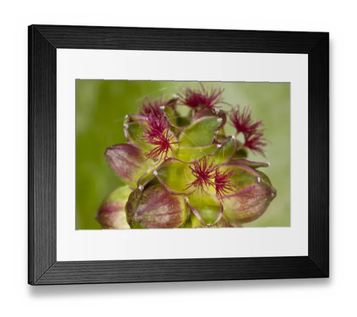 Framed Print : Salad Burnet (Sanguisorba minor) close-up of flowerhead, with mainly female flowers, Dorset, England, May Framed Print : Salad Burnet (Sanguisorba minor) close-up of flowerhead, with mainly female flowers, Dorset, England, May