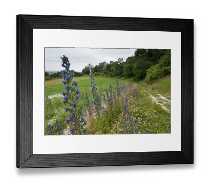 Framed Print : Vipers Bugloss (Echium vulgare) flowering, growing beside path on farmland habitat, Ranscombe Farm Plantlife Reserve