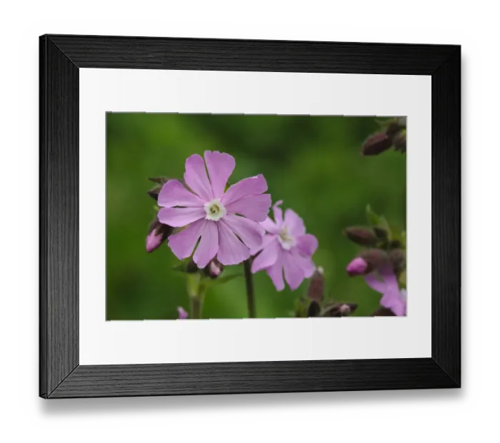 Framed Print : Red Campion (Silene dioica) close-up of flowers, Rye Meads RSPB Reserve, Hertfordshire, England, May
