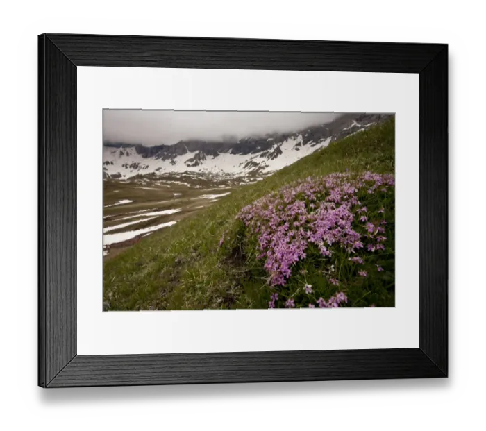 Framed Print : Moss Campion (Silene acaulis) flowering, growing in mountain habitat, Cirque de Troumouse, French Pyrenees, France Framed Print : Moss Campion (Silene acaulis) flowering, growing in mountain habitat, Cirque de Troumouse, French Pyrenees, France