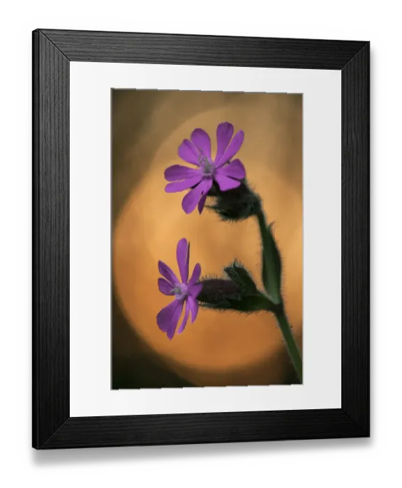 Framed Print : Red Campion (Silene dioica) close-up of flowers, at sunset, Kent, England, June Framed Print : Red Campion (Silene dioica) close-up of flowers, at sunset, Kent, England, June