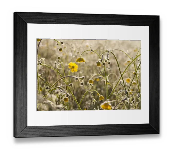 Framed Print : Meadow Buttercup (Ranunculus acris) flowering, on frosty morning, Powys, Wales, May Framed Print : Meadow Buttercup (Ranunculus acris) flowering, on frosty morning, Powys, Wales, May