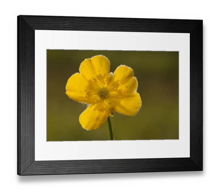 Framed Print : Meadow Buttercup (Ranunculus acris) close-up of flower, on frosty morning, Powys, Wales, May Framed Print : Meadow Buttercup (Ranunculus acris) close-up of flower, on frosty morning, Powys, Wales, May