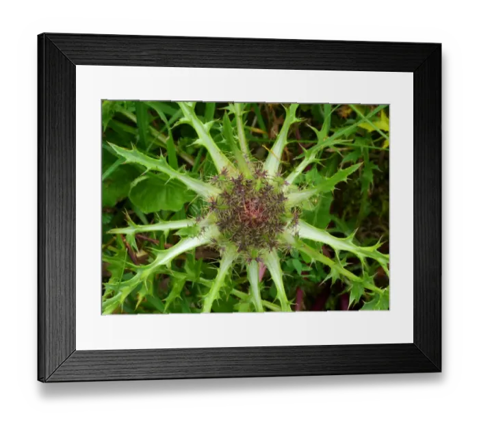 Framed Print : Stemless Carline Thistle (Carlina acaulis) close-up of flowerhead, France, July Framed Print : Stemless Carline Thistle (Carlina acaulis) close-up of flowerhead, France, July