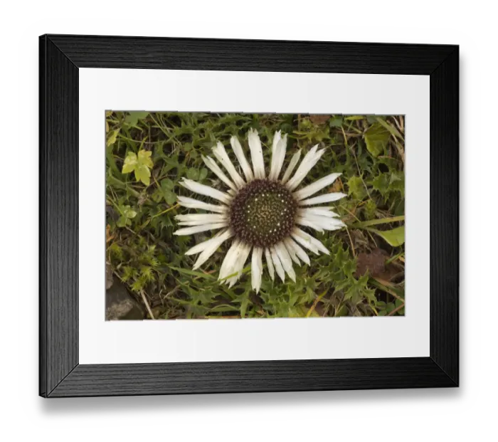 Framed Print : Stemless Carline Thistle (Carlina acaulis ssp. acaulis) flowering, Dolomites, Italian Alps, Italy, October Framed Print : Stemless Carline Thistle (Carlina acaulis ssp. acaulis) flowering, Dolomites, Italian Alps, Italy, October