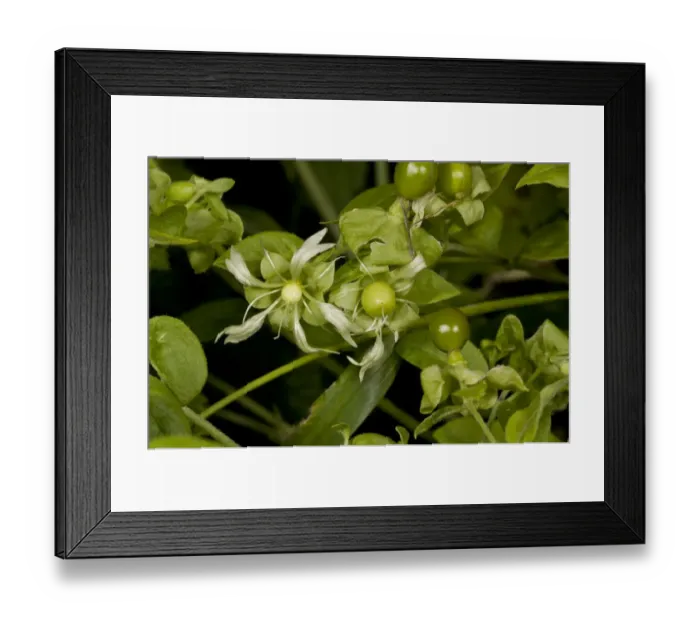 Framed Print : Berry Catchfly (Cucubalus baccifer) close-up of flowers with developing fruits, France, August Framed Print : Berry Catchfly (Cucubalus baccifer) close-up of flowers with developing fruits, France, August