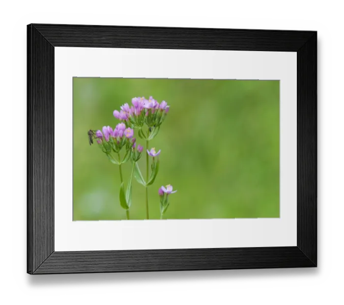 Framed Print : Common Centaury (Centaurium erythraea) flowering, with Robber Fly (Laphria gilva) adult, resting on flowerbud, Kent Framed Print : Common Centaury (Centaurium erythraea) flowering, with Robber Fly (Laphria gilva) adult, resting on flowerbud, Kent