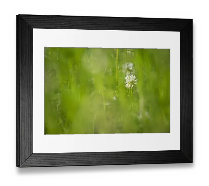 Framed Print : White Clover (Trifolium repens) flowering, Sweden, june
