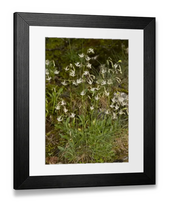 Framed Print : Nottingham Catchfly (Silene nutans) flowering, Spanish Pyrenees, Spain, June Framed Print : Nottingham Catchfly (Silene nutans) flowering, Spanish Pyrenees, Spain, June