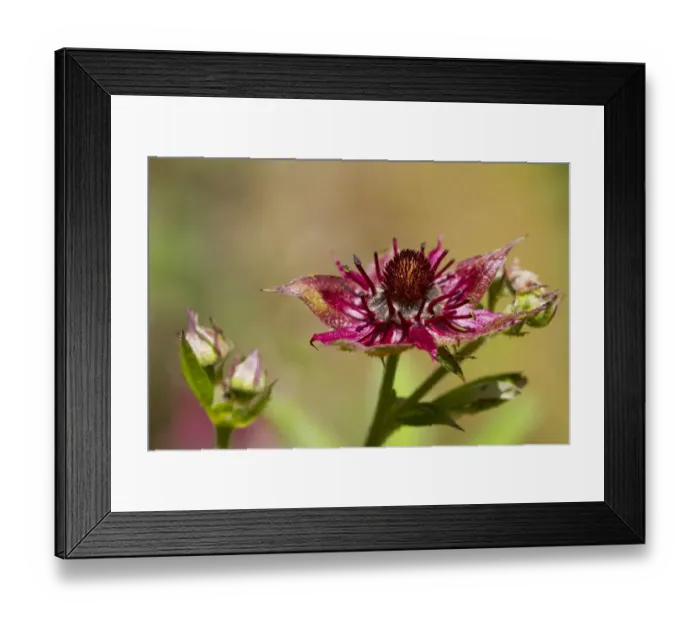 Framed Print : Marsh Cinquefoil (Potentilla palustris) close-up of flower, Cors y Llyn N. N. R. Powys, Wales, June Framed Print : Marsh Cinquefoil (Potentilla palustris) close-up of flower, Cors y Llyn N. N. R. Powys, Wales, June