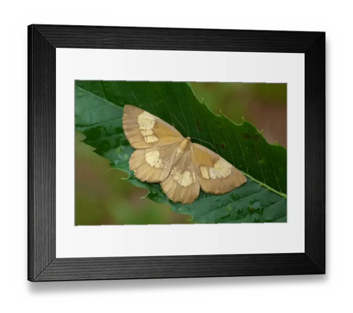 Framed Print : Orange Moth (Angerona prunaria) corylaria form, adult female, resting on Sweet Chestnut (Castanea sativa) leaf Framed Print : Orange Moth (Angerona prunaria) corylaria form, adult female, resting on Sweet Chestnut (Castanea sativa) leaf