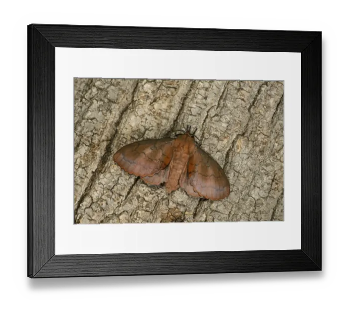 Framed Print : Lappet Moth (Gastropacha quercifolia) adult, resting on tree trunk, Oxfordshire, England, July Framed Print : Lappet Moth (Gastropacha quercifolia) adult, resting on tree trunk, Oxfordshire, England, July