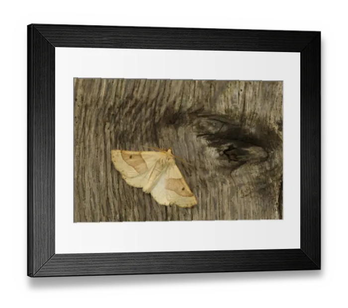 Framed Print : Scalloped Oak (Crocallis elinguaria) adult, resting on bark, Sheffield, South Yorkshire, England, July Framed Print : Scalloped Oak (Crocallis elinguaria) adult, resting on bark, Sheffield, South Yorkshire, England, July