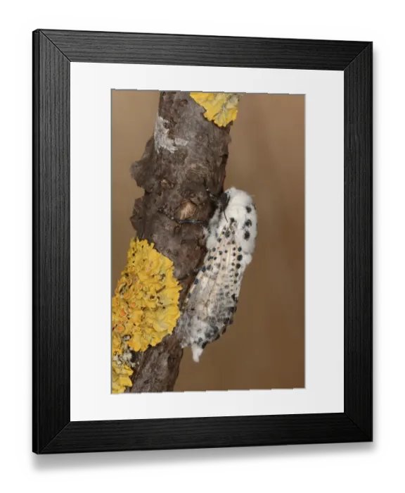 Framed Print : Leopard Moth (Zeuzera pyrina) adult male, resting on twig, Oxfordshire, England, July Framed Print : Leopard Moth (Zeuzera pyrina) adult male, resting on twig, Oxfordshire, England, July
