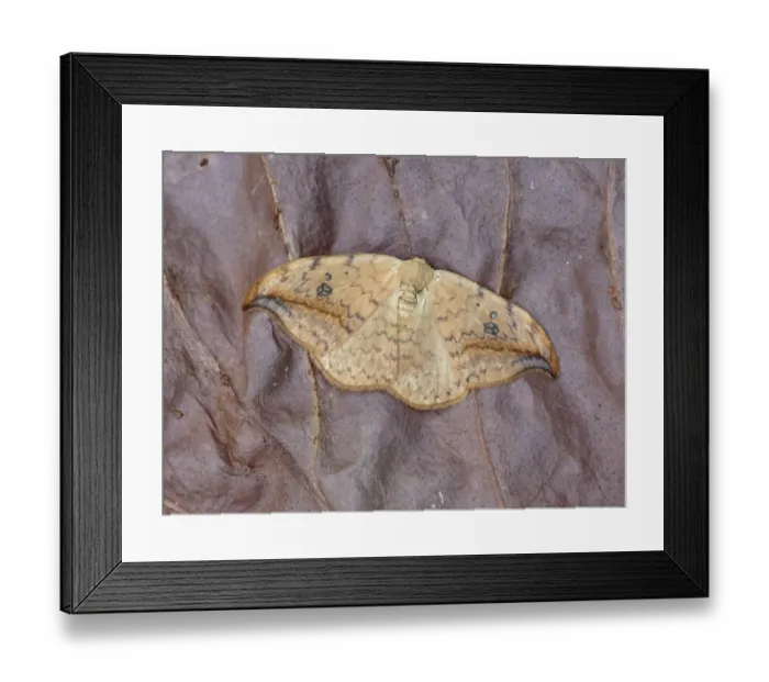 Framed Print : Pebble Hook-tip (Drepana falcataria scotica) adult male, resting on dry vegetation, Cannobina Valley, Italian Alps Framed Print : Pebble Hook-tip (Drepana falcataria scotica) adult male, resting on dry vegetation, Cannobina Valley, Italian Alps