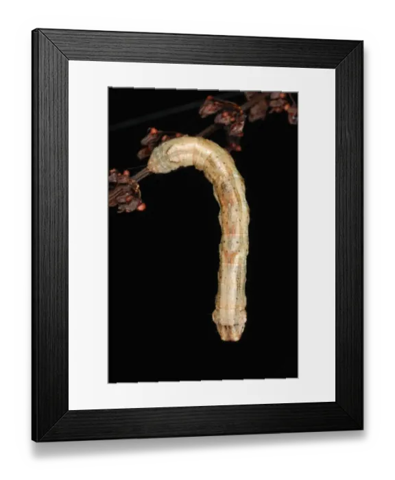 Framed Print : Scalloped Hazel Moth (Odontopera bidentata) caterpillar, hanging from stem in ancient woodland Framed Print : Scalloped Hazel Moth (Odontopera bidentata) caterpillar, hanging from stem in ancient woodland