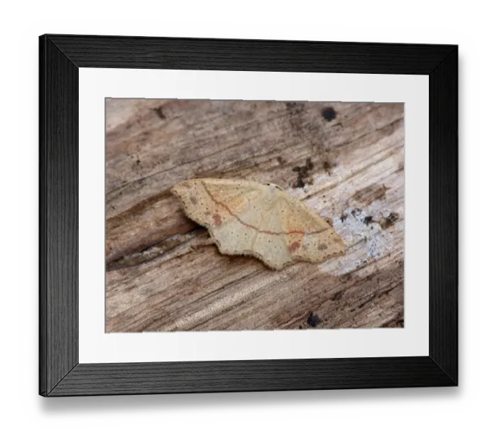 Framed Print : Maidens Blush (Cyclophora punctaria) adult male, resting on log, Cannobina Valley, Italian Alps, Piedmont, Italy, July Framed Print : Maidens Blush (Cyclophora punctaria) adult male, resting on log, Cannobina Valley, Italian Alps, Piedmont, Italy, July