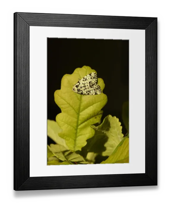 Framed Print : Merveille-du-Jour (Dichonia aprilina) adult, resting on oak leaf, Oxfordshire, England, May Framed Print : Merveille-du-Jour (Dichonia aprilina) adult, resting on oak leaf, Oxfordshire, England, May