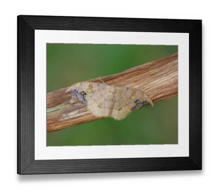 Framed Print : Scarce Hook-tip (Sabra harpagula) adult, resting on dry vegetation, Cannobina Valley, Italian Alps, Piedmont, Italy Framed Print : Scarce Hook-tip (Sabra harpagula) adult, resting on dry vegetation, Cannobina Valley, Italian Alps, Piedmont, Italy