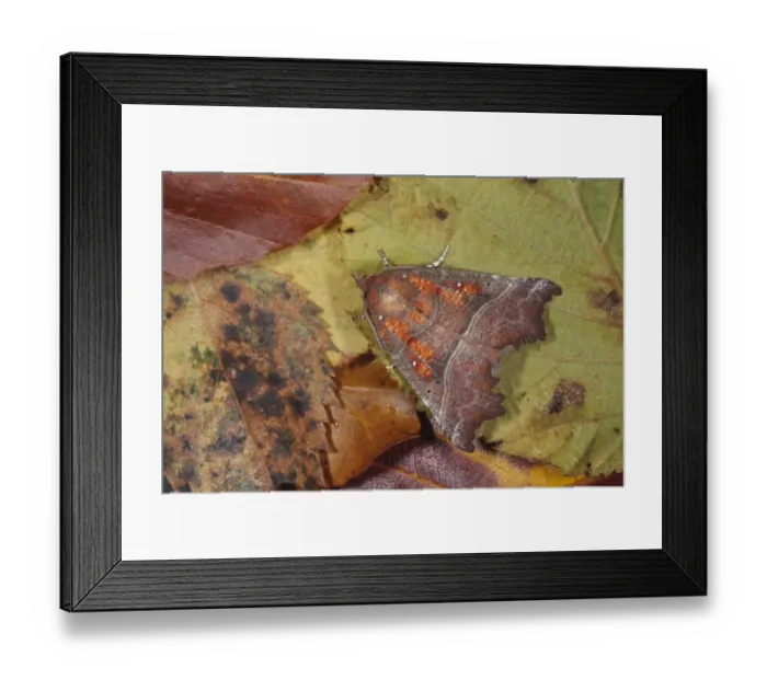 Framed Print : Herald Moth (Scoliopteryx libatrix) adult, resting on fallen autumn leaves, Powys, Wales, October Framed Print : Herald Moth (Scoliopteryx libatrix) adult, resting on fallen autumn leaves, Powys, Wales, October