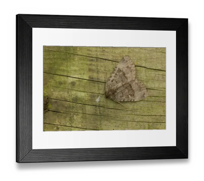 Framed Print : Old Lady Moth (Mormo maura) adult, Sheffield, South Yorkshire, England, September Framed Print : Old Lady Moth (Mormo maura) adult, Sheffield, South Yorkshire, England, September