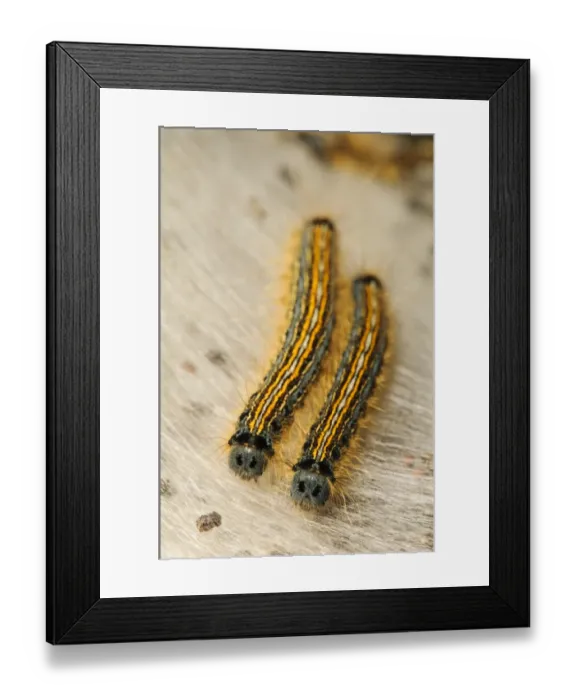 Framed Print : Lackey Moth (Malacosoma neustria) two caterpillars, on silken tent, St. Davids Head, Pembrokeshire, Wales, May Framed Print : Lackey Moth (Malacosoma neustria) two caterpillars, on silken tent, St. Davids Head, Pembrokeshire, Wales, May