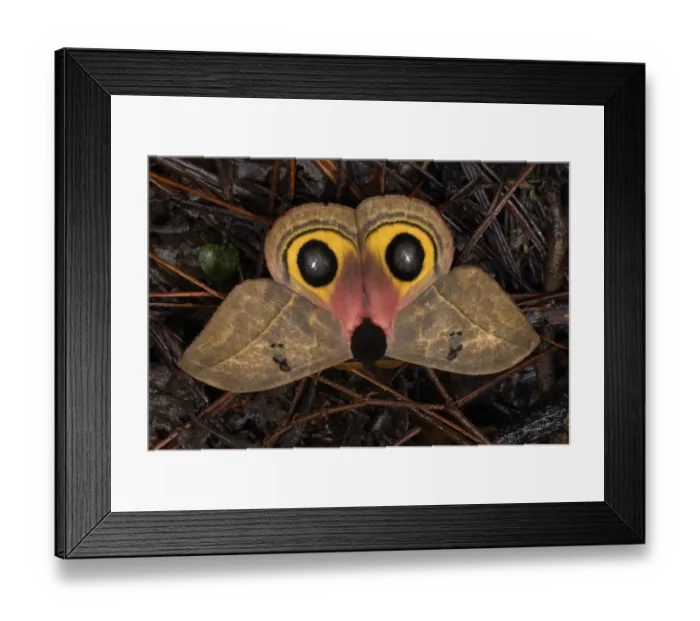 Framed Print : Owl Moth (Automeris belti) adult, flashing eyespots and showing opossum face in defense, on ground in cloudforest Framed Print : Owl Moth (Automeris belti) adult, flashing eyespots and showing opossum face in defense, on ground in cloudforest