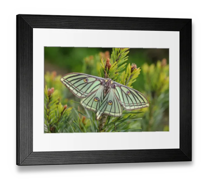 Framed Print : Spanish Moon Moth (Graellsia isabellae) adult female, resting on Scots Pine (Pinus sylvestris) twig (captive bred) Framed Print : Spanish Moon Moth (Graellsia isabellae) adult female, resting on Scots Pine (Pinus sylvestris) twig (captive bred)