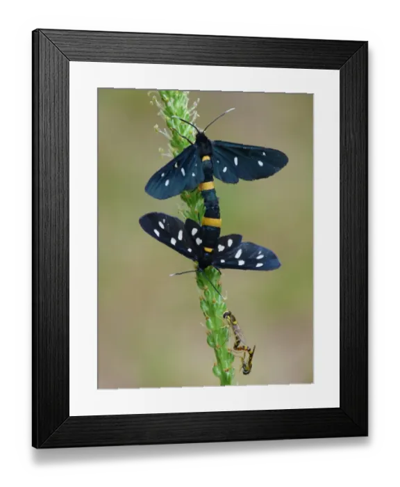 Framed Print : Nine-spotted Moth (Amata phegea) and Common Banded Hoverfly (Syrphus ribesii) adult pairs Framed Print : Nine-spotted Moth (Amata phegea) and Common Banded Hoverfly (Syrphus ribesii) adult pairs
