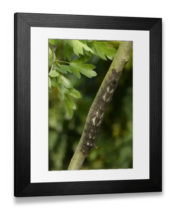 Framed Print : Lappet Moth (Gastropacha quercifolia) full grown larva, on hawthorn twig, Oxfordshire, England, May