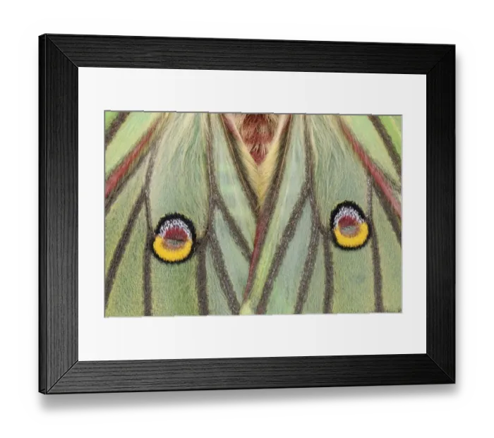 Framed Print : Spanish Moon Moth (Graellsia isabellae) adult female, close-up of eye-spots on wings (captive bred) Framed Print : Spanish Moon Moth (Graellsia isabellae) adult female, close-up of eye-spots on wings (captive bred)