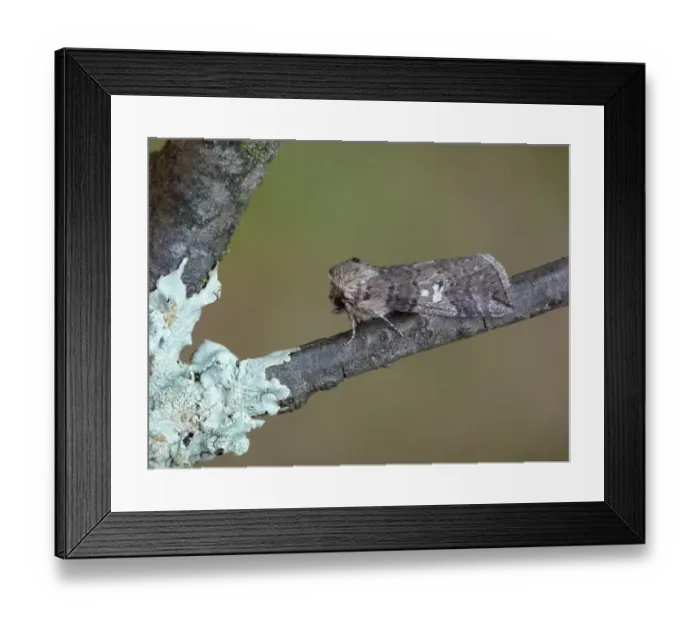Framed Print : Poplar Lutestring (Tethea or) adult, resting on lichen covered twig, Cannobina Valley, Italian Alps, Piedmont, Italy