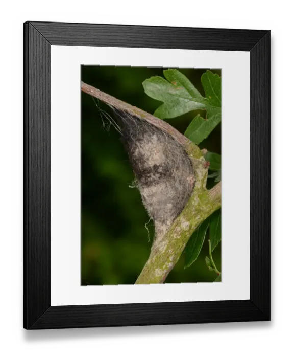 Framed Print : Lappet Moth (Gastropacha quercifolia) cocoon, attached to hawthorn twig, Oxfordshire, England, June Framed Print : Lappet Moth (Gastropacha quercifolia) cocoon, attached to hawthorn twig, Oxfordshire, England, June