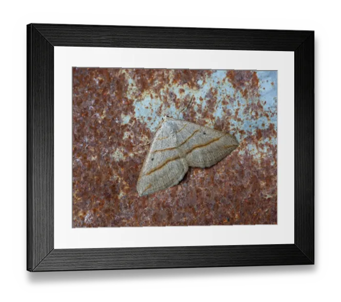 Framed Print : Lead Belle (Scotopteryx mucronata) adult, camouflaged on rusty corrugated metal sheet, Cannobina Valley, Italian Alps Framed Print : Lead Belle (Scotopteryx mucronata) adult, camouflaged on rusty corrugated metal sheet, Cannobina Valley, Italian Alps