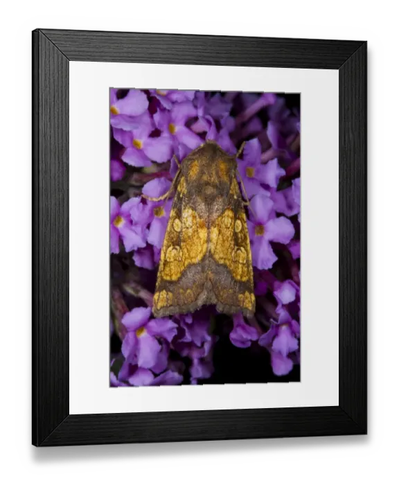 Framed Print : Frosted Orange Moth (Gortyna flavago) adult, resting on Buddleia (Buddleja sp. ) flowers, Powys, Wales, September Framed Print : Frosted Orange Moth (Gortyna flavago) adult, resting on Buddleia (Buddleja sp. ) flowers, Powys, Wales, September