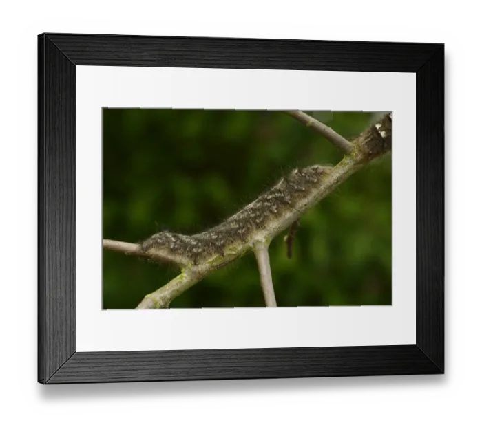 Framed Print : Lappet Moth (Gastropacha quercifolia) full grown larva, on hawthorn twig, Oxfordshire, England, May Framed Print : Lappet Moth (Gastropacha quercifolia) full grown larva, on hawthorn twig, Oxfordshire, England, May