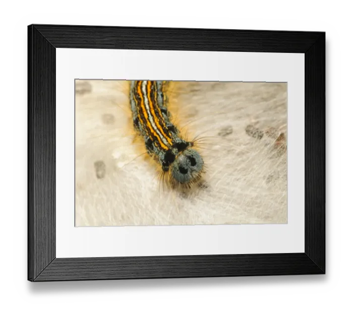Framed Print : Lackey Moth (Malacosoma neustria) caterpillar, on silken tent, St. Davids Head, Pembrokeshire, Wales, May Framed Print : Lackey Moth (Malacosoma neustria) caterpillar, on silken tent, St. Davids Head, Pembrokeshire, Wales, May