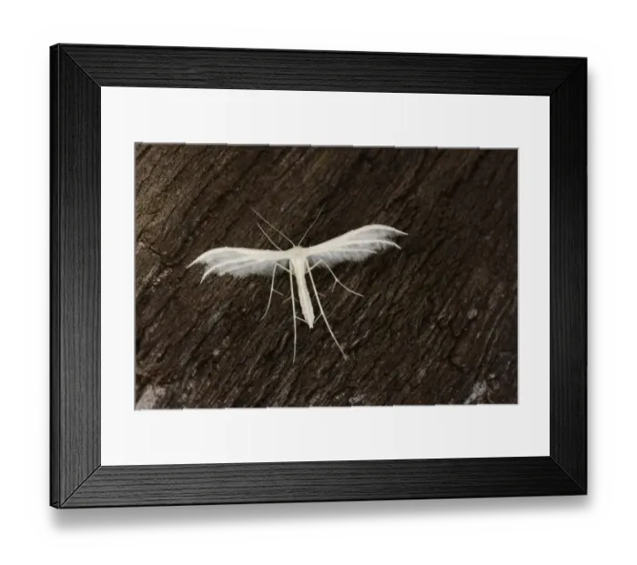 Framed Print : White Plume Moth (Pterophorus pentadactyla) adult, resting on bark, Oxfordshire, England, July Framed Print : White Plume Moth (Pterophorus pentadactyla) adult, resting on bark, Oxfordshire, England, July