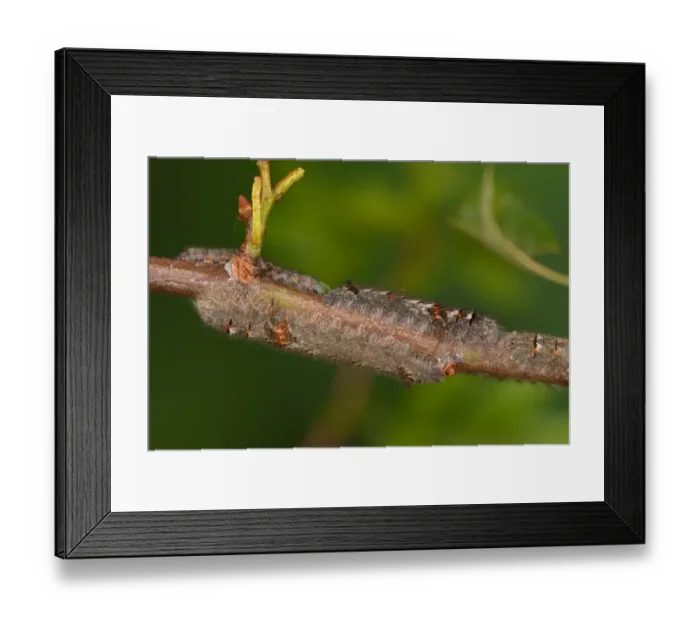 Framed Print : Lappet Moth (Gastropacha quercifolia) larvae, congregation on hawthorn twig, Oxfordshire, England, May Framed Print : Lappet Moth (Gastropacha quercifolia) larvae, congregation on hawthorn twig, Oxfordshire, England, May